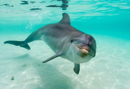 delfín 1