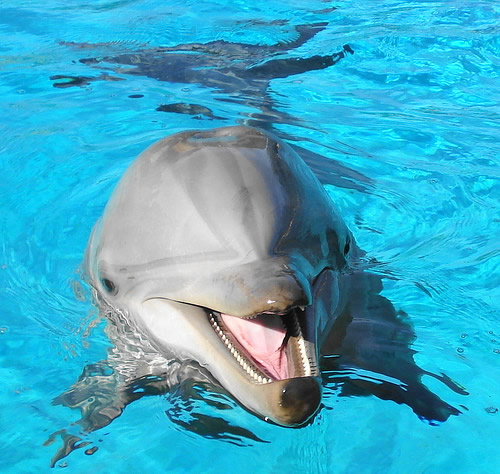 delfín 2