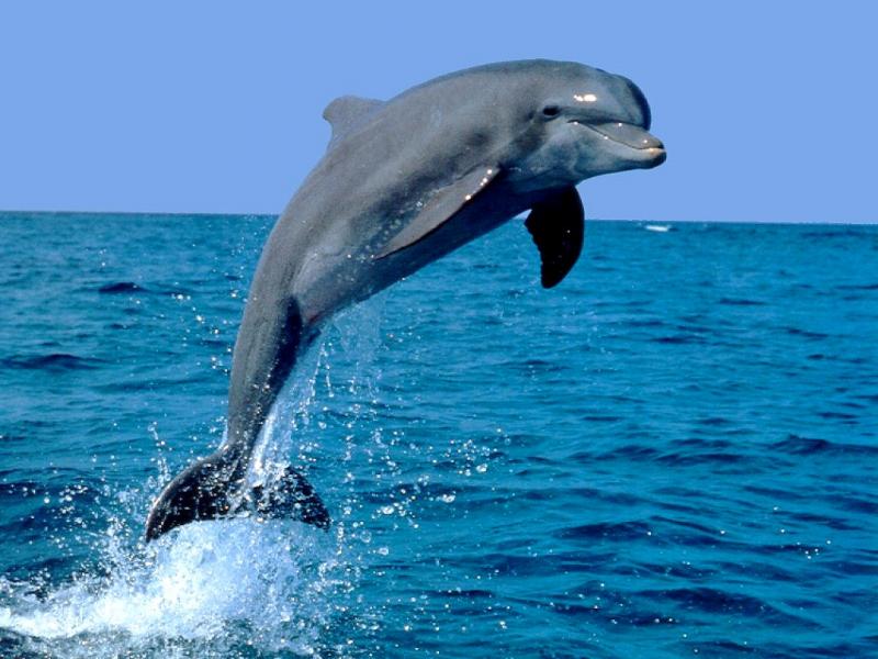 delfín 4