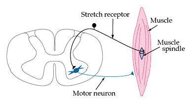 NEMOC-ALS_motoneuron